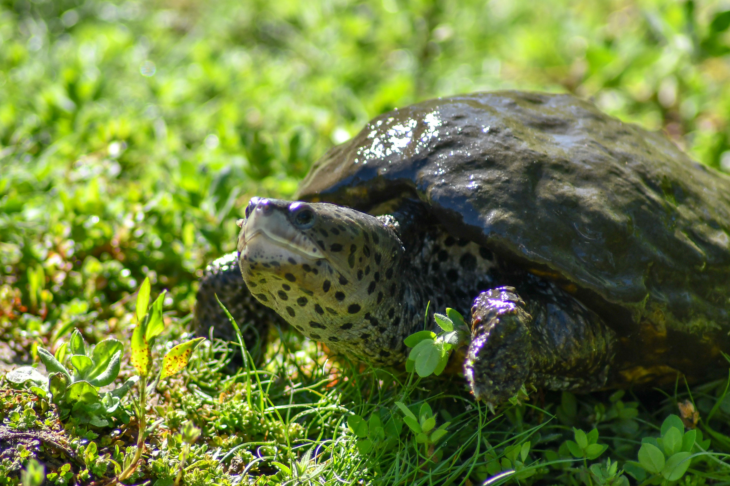 Turtle adoptions hotsell near me